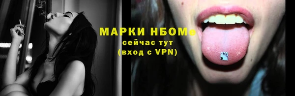 сатива Новозыбков