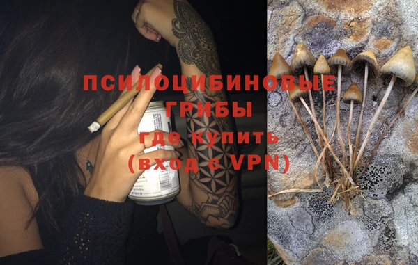 сатива Новозыбков